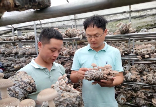 珙县桑枝菌 撑起致富“伞”