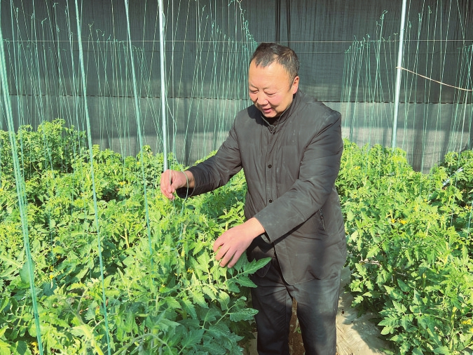 乡村振兴看山西：大同市阳高县蔬菜大棚拓宽致富路