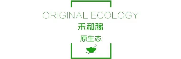泰国香米种植技术_种植泰国香米致富_泰国香米种子价格