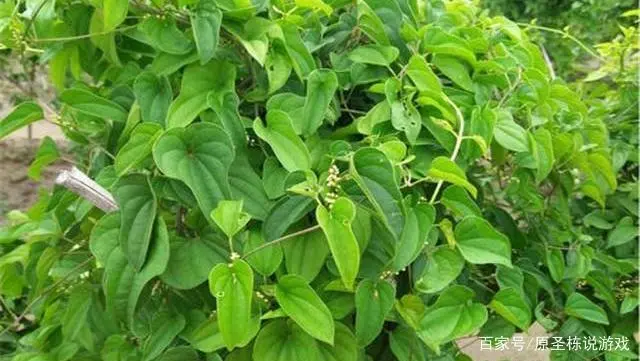 淮山药种植技术用竹子可以吗_淮山药的种植技术_淮山药种植技术视频