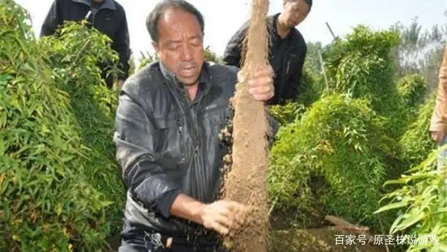 淮山药种植技术视频_淮山药的种植技术_淮山药种植技术用竹子可以吗