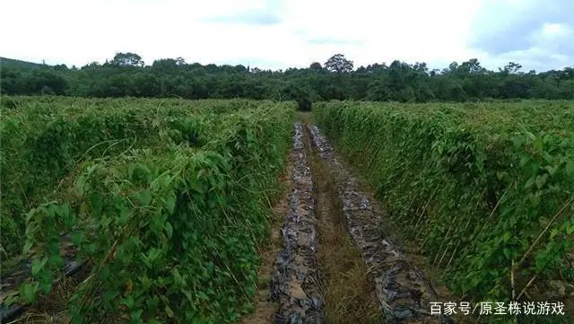 淮山药种植技术用竹子可以吗_淮山药种植技术视频_淮山药的种植技术