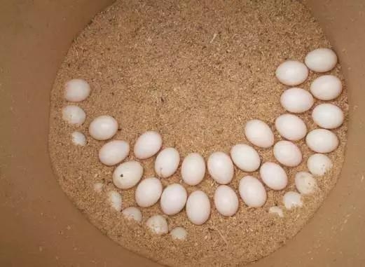 致富经养鸽子致富的节目_致富经观赏鸽养殖视频_致富经养鸽子致富视频