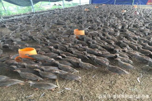养殖鹌鹑的技术_鸠要养几只_鹌鸠养殖技术