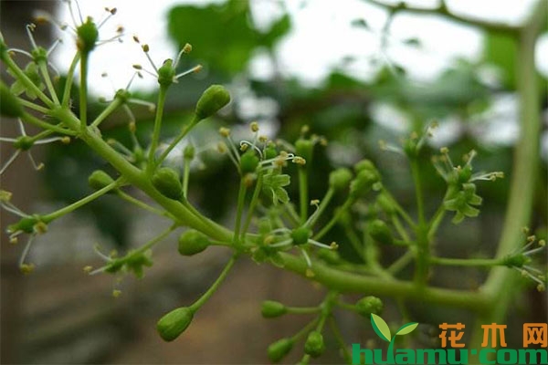 葡萄疏花技术和方法