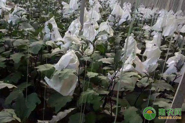 茄子种植和管理技术-图片版权归惠农网所有