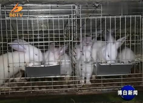 养兔视频致富经科技苑_兔子致富养殖视频_视频致富养殖兔子是真的吗