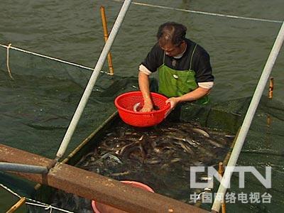 2014致富经鳗_致富经鳗鱼养殖视频_致富经鳗鱼许少武