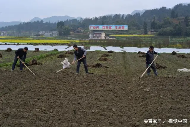 种植技术有哪些_种植技术心得体会_西红种植技术