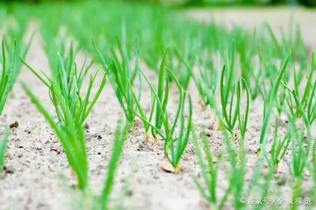 种植技术有哪些_西红种植技术_种植技术心得体会