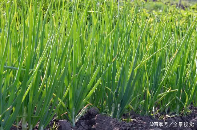 种植技术有哪些_种植技术心得体会_西红种植技术