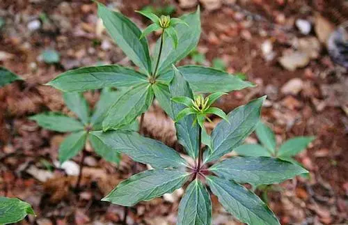 药材种植业致富项目_致富 药材种植_致富药材种植基地地址