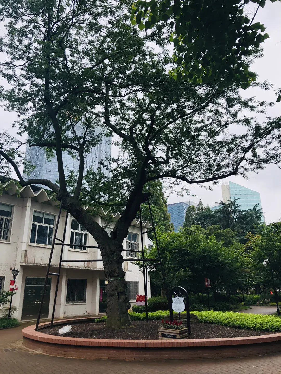 象皮树养殖的好处_象皮树怎么育苗_象皮树盆栽养殖技术