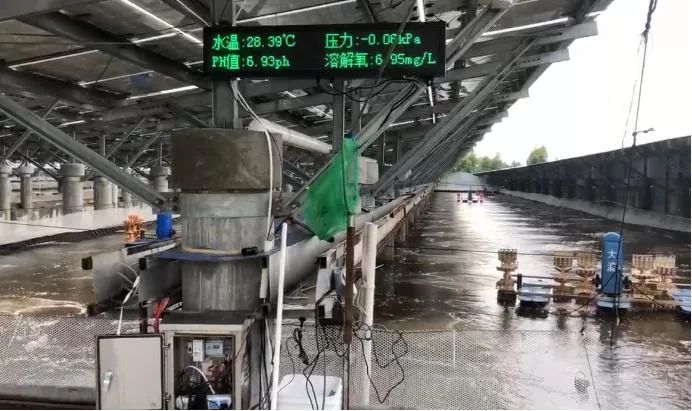 跑道鱼养殖技术视频_跑道养鱼设备的价格_跑道养鱼技术难题