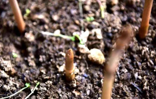 草药种植致富_致富 药材种植_致富药材种植基地在哪