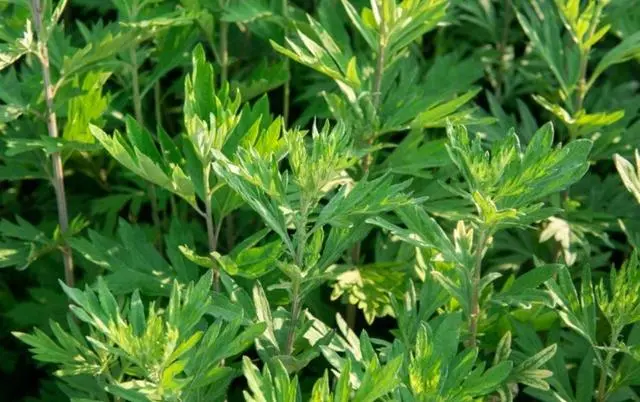 草药种植致富_致富药材种植基地在哪_致富 药材种植