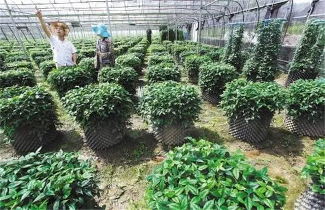 草药种植致富_致富药材种植基地在哪_致富 药材种植