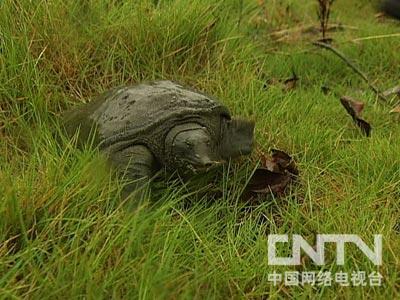 致富经甲鱼养殖技术视频_甲鱼养殖视频致富经_致富经小甲鱼养殖视频