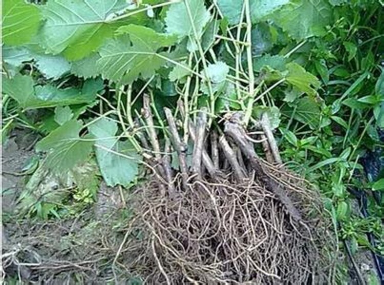 家庭葡萄种植技术_种植葡萄教程_种植葡萄家庭技术有哪些