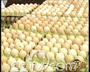 CCTV7养土鸡：海归盯上了土鸡（2008.10.16）