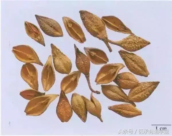 山萸肉种植技术_山萸肉产量_山萸肉的种植