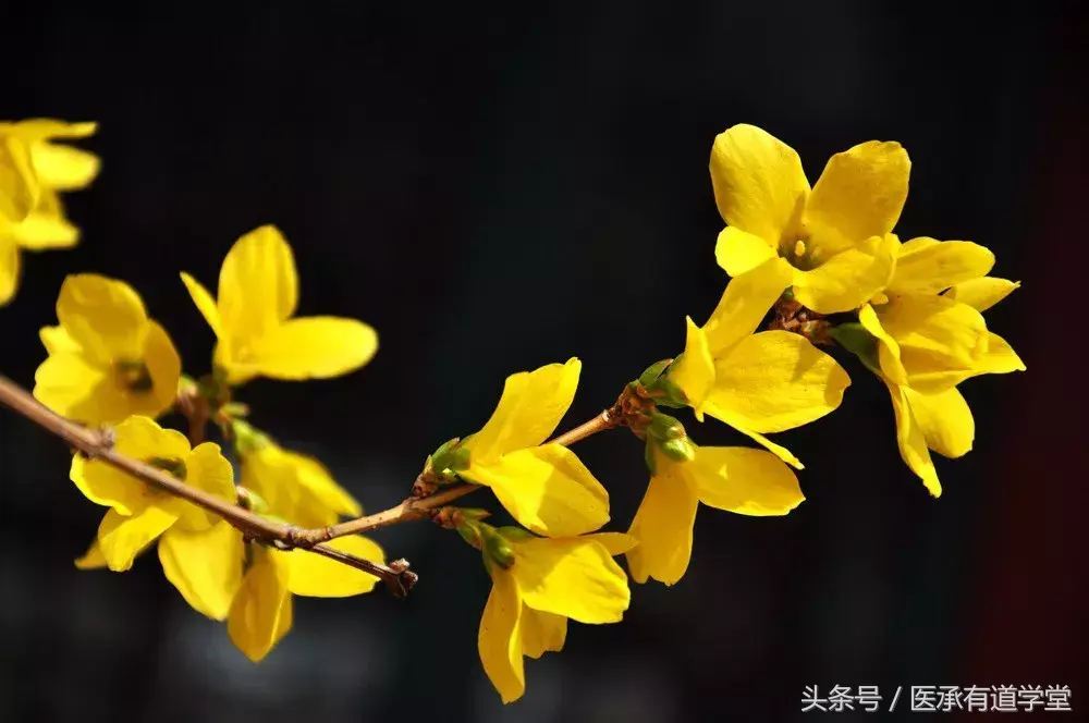 山萸肉种植技术_山萸肉的种植_山萸肉产量