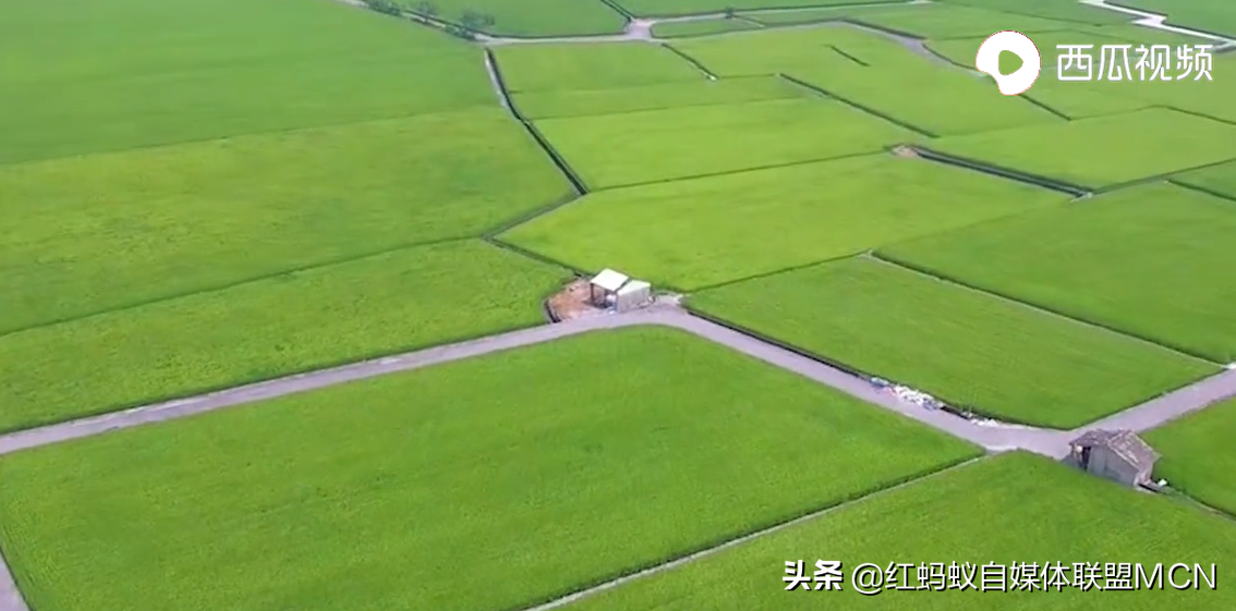泰国香米种植技术_泰国香米种子价格_种植泰国香米致富