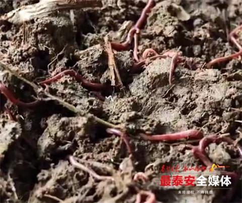农民致富养殖蚯蚓_致富养殖蚯蚓农民视频_致富养殖蚯蚓农民图片