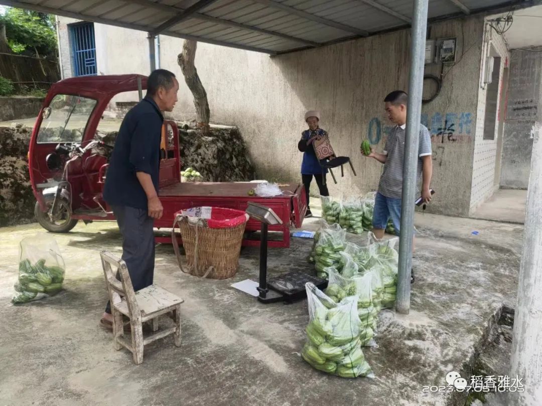 种佛手瓜赚钱吗_种佛手瓜效益怎么样_佛手瓜种植致富经