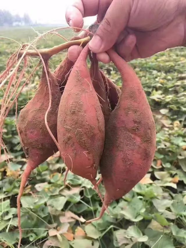 红薯苗致富_种红薯致富经_普宁红薯种植致富