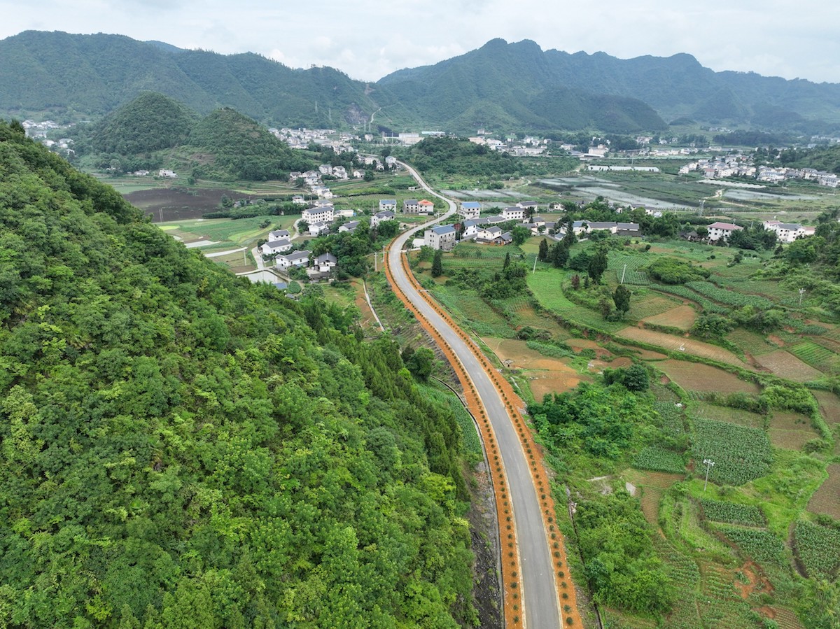 致富豌豆种植农村图片大全_豌豆种植技术_种植豌豆农村致富