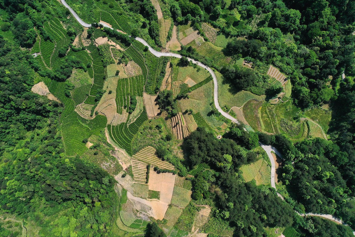 豌豆种植技术_种植豌豆农村致富_致富豌豆种植农村图片大全