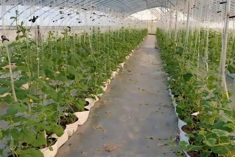 种植甜瓜技术要求_甜瓜种植技术_种甜瓜的技术