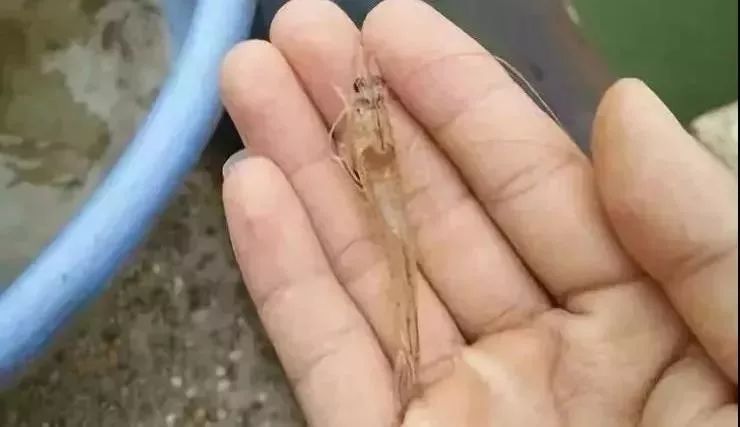 致富经养虾_致富虾淡水养殖视频_致富经淡水养虾
