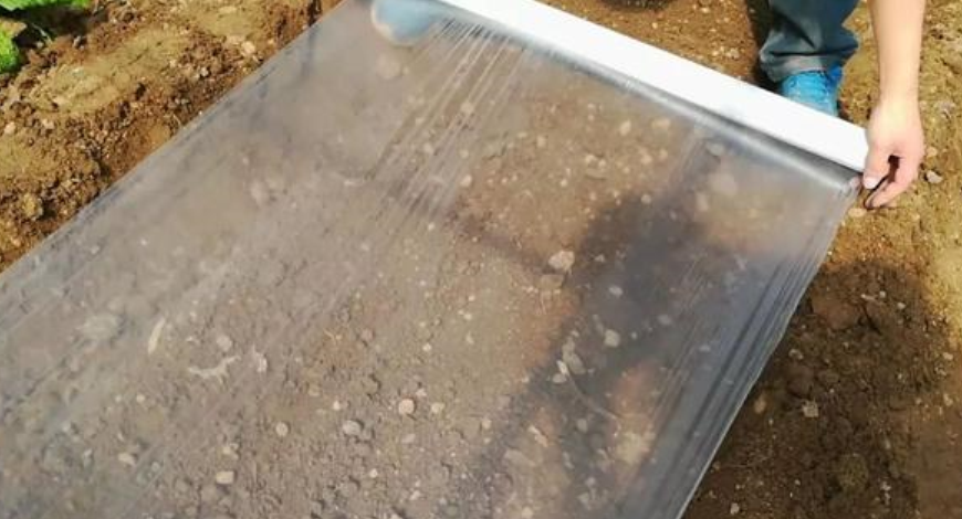 甜瓜种植技术_种植甜瓜技术要点_种甜瓜的技术