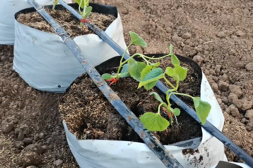 甜瓜种植技术_种植甜瓜技术视频_种甜瓜的技术