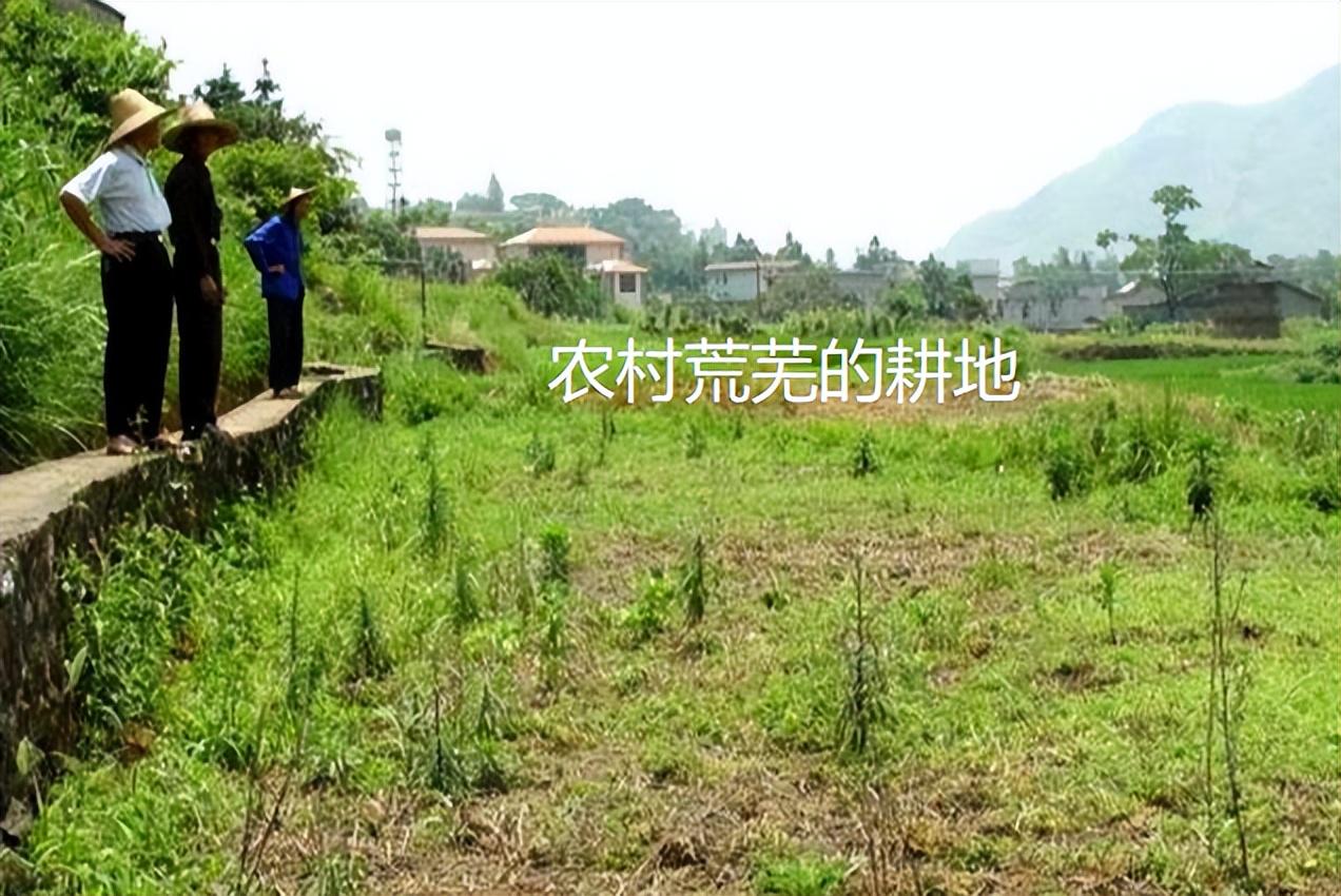 村民种植黑皮冬瓜致富_种植致富的真相_科学种植致富100例