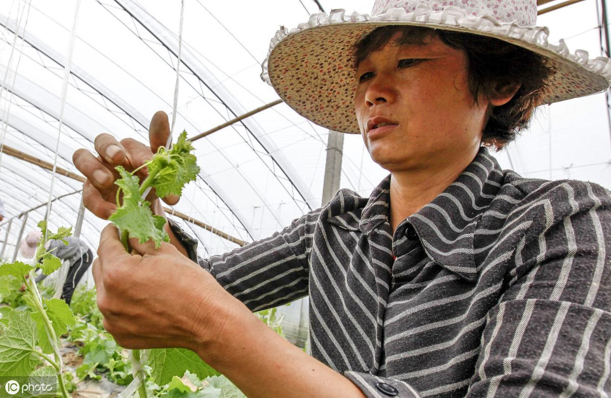 种植甜瓜技术要点_甜瓜种植技术_种植甜瓜技术要求