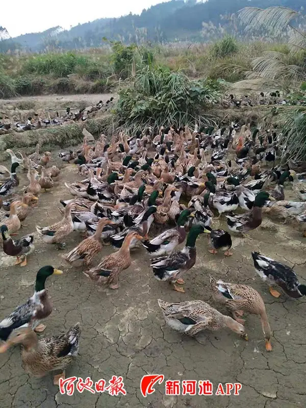海鸭子 致富经_致富经养鸭_致富经海鸭