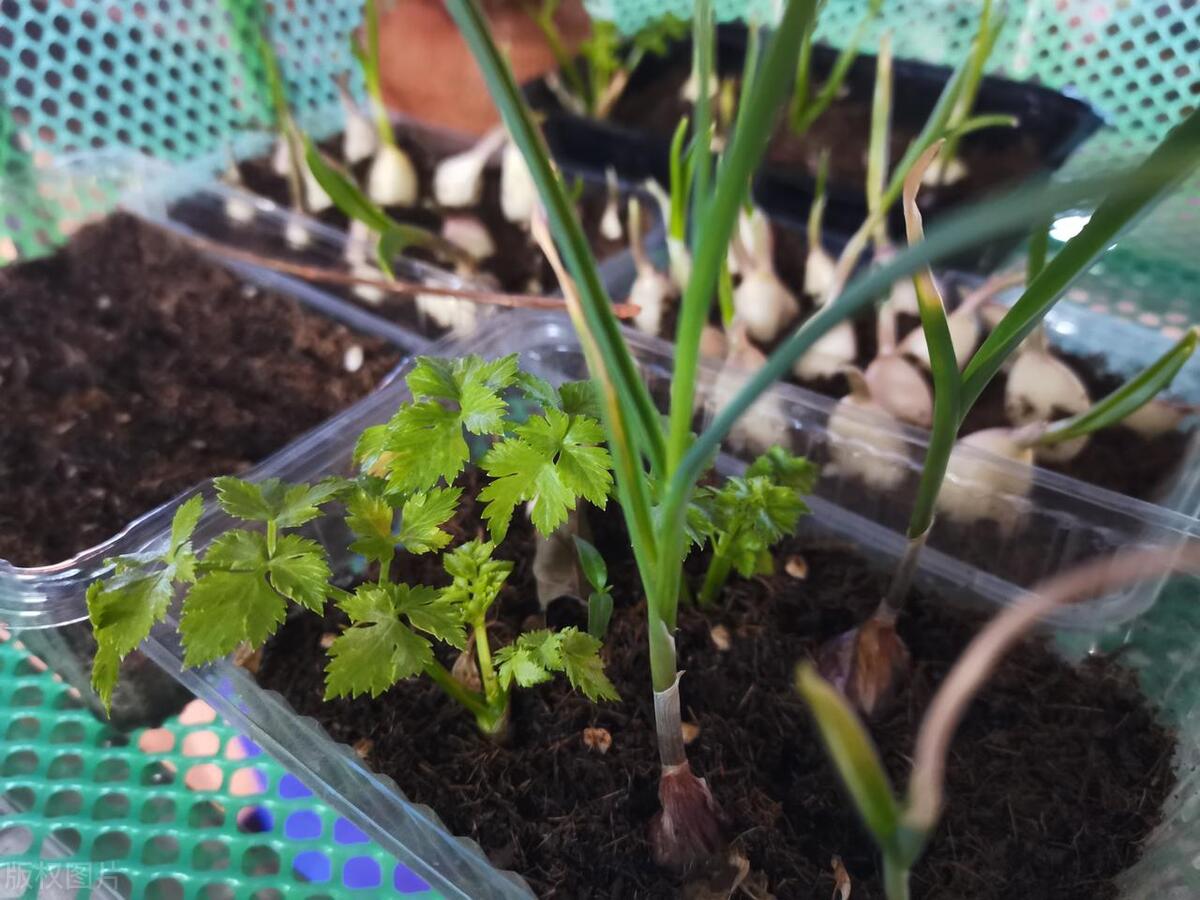 种植青椒图片_青祘种植技术_青种子种植方法和要求