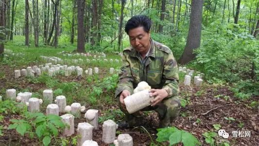 种植致富案例_天津种植什么_天津种植致富项目