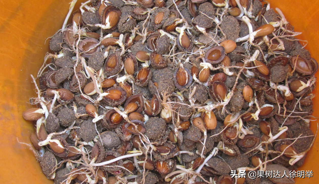 种植水蜜桃的条件有哪些_水蜜桃树种植技术_种植树水蜜桃技术要求