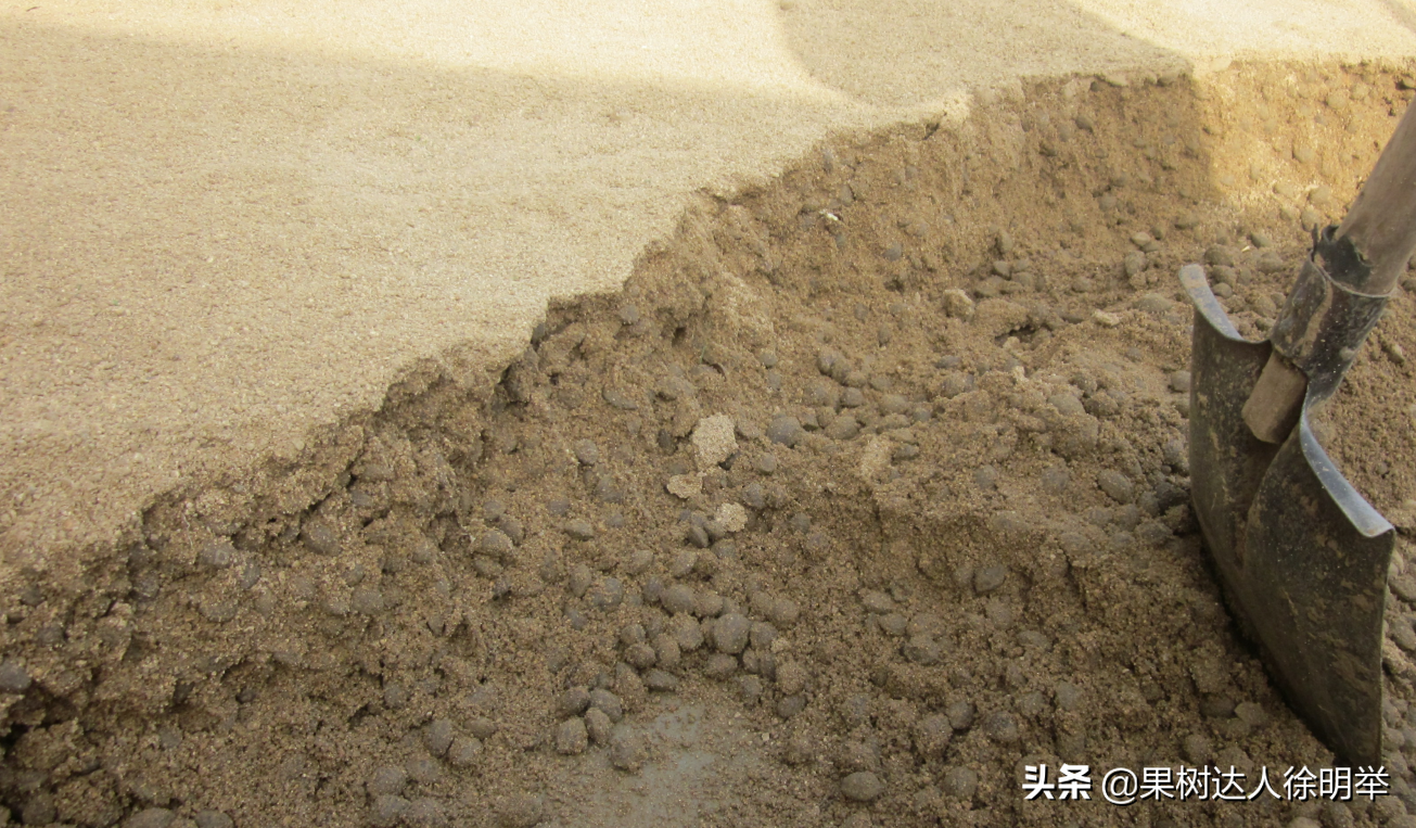 种植水蜜桃的条件有哪些_水蜜桃树种植技术_种植树水蜜桃技术要求
