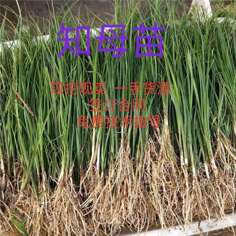 安徽金涛中药材种植有限公司