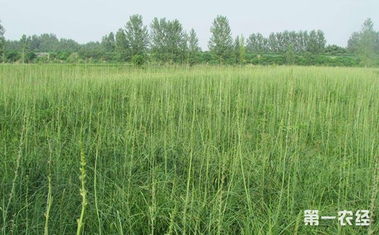 知母种植如何实现高产？知母的高产种植技术