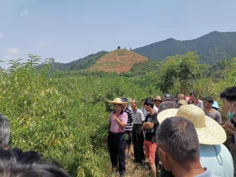 解桃农心头之忧，曲江枫湾镇举办白水蜜桃栽培技术培训
