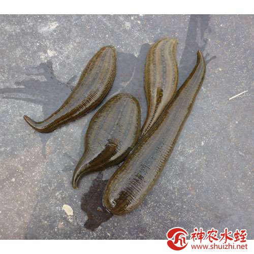菲牛蛭的池塘养殖技术详解？