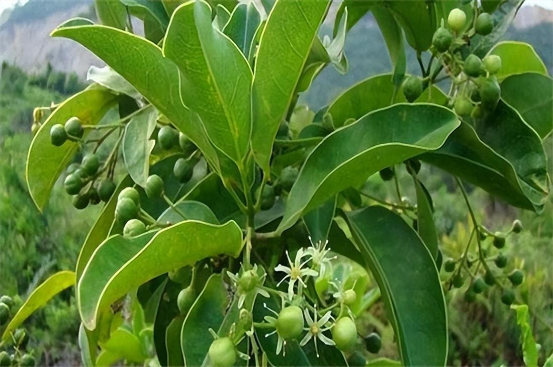 湖南种植山竹技术条件_湖南种山竹会开花结果吗_湖南山竹怎么种植技术