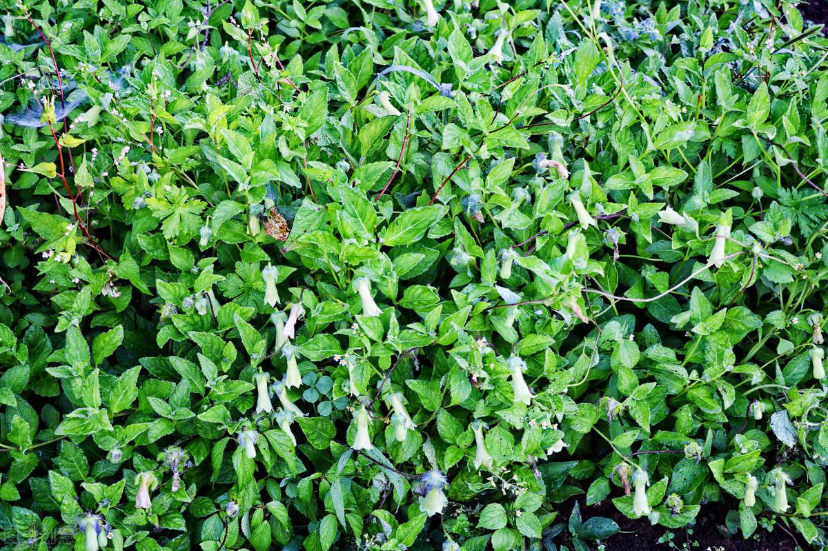 下载 党参种植技术._党参种植方法视频_党参种植技术与栽培管理视频