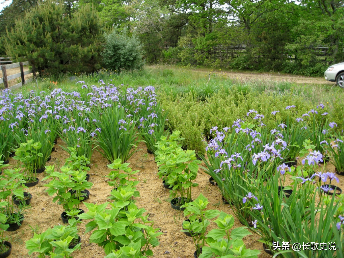 党参种植技术视频_下载 党参种植技术._党参种植方法视频